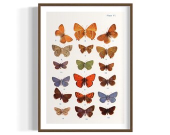 Butterflies Illustration by W.S.Furneaux | Butterflies Illustration Wall Hanging | Butterfly Pictures Print Posters