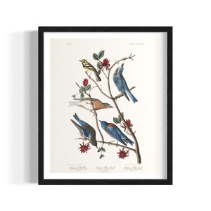Townsends Warbler Mountain Bluebird Western Bluebird | Wall-Hanging Bird Painting | Songbird Canvas Print Decorations | Housewarming Gift