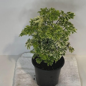 Aralia Ming- Cay Dinh Lang- 6 inches pot- live plant- ready for your garden