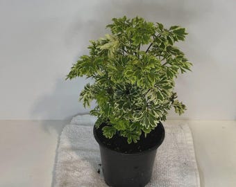 Aralia Ming- Cay Dinh Lang- 6 inches pot- live plant- ready for your garden