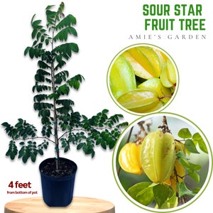 SOUR Star Fruit Tree - 3 Feet Tall - 3 Gallon Pot -Live Plant-Grow Your Own Tropical Delight!