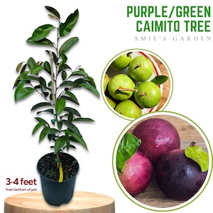 Caimito Tree- 3 Gal 2-3 Feet - Free Shipping, Exotic Fruit, Ideal for Home Gardens, Fast-Growing