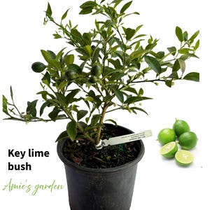 Key Lime Bush Tree - 2 Feet Tall with flowers- Fresh and Ready for Your Garden