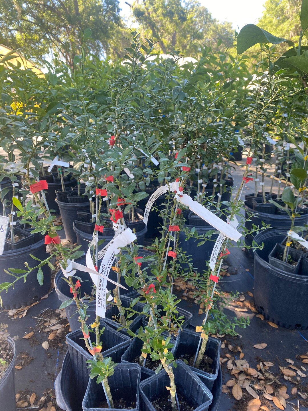 Red Finger Lime Tree. Free Shipping Etsy