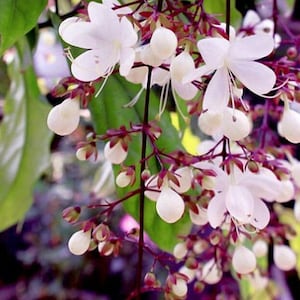 May include: Close-up of a cluster of white flowers with five petals, and white buds, hanging from dark red stems. The background is a soft blur of green leaves and purple hues, creating a natural, floral theme.