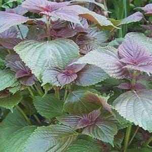 Hạt giống Tía Tô - perilla seeds-2.5g- seeds only-herbs