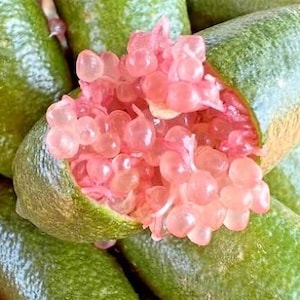 Pink  Finger Lime Tree - 2 gallon- 2-3 Feet Tall - Free Shipping - Fresh and Ready for Your Garden!
