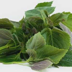 Hạt giống Tía tô Bắc - Vietnamese Perilla Seeds - 2g Packet