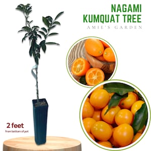 Nagami Kumquat - 1-2 Feet Tall- Live Grafted tree - Shipped with Soil and Pot- - Fresh and Ready for Your Garden!