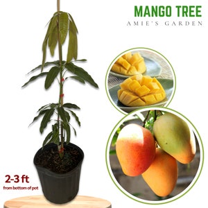 Mango Tree- 3 feet Tall in 3-Gallon Pot -Live Fruit Tree - Delicious, Exotic Fruit
