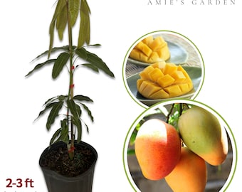 Mango Tree- grafted-2- 3 feet Tall in 3-Gallon Pot -no ship CA - Delicious, Exotic Fruit