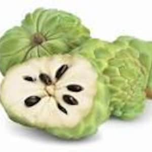 Sugar Apple Tree -1-2 Feet tall - 1gallon-Free Shipping, Healthy & High Yield - Perfect for Home Gardens