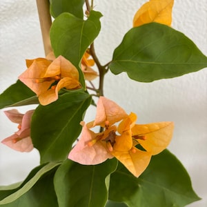 Bougainvillea Flower- 1gal- 1-2 feet- perfect for your garden!