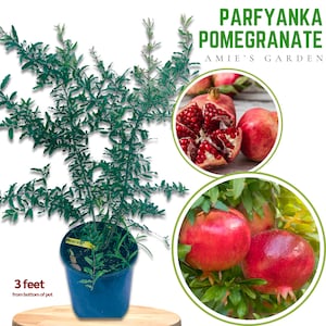 Pomegranate tree -3 Gal 1-2 Feet - Free Shipping | Premium Pomegranate Tree for Your Garden