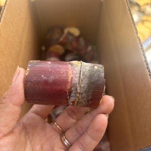 May include: A close-up of a piece of sugarcane held in a hand. The sugarcane is a deep reddish-purple color with a lighter, almost white, section near the cut end. The background shows more sugarcane pieces inside a cardboard box.