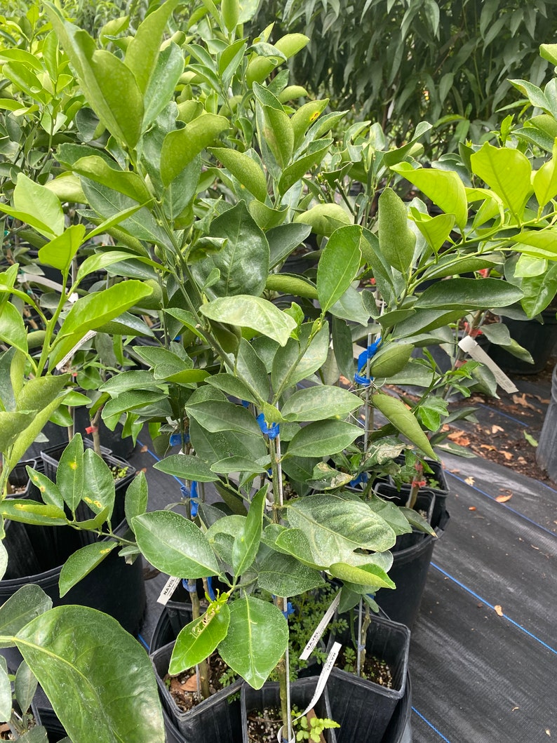 Red Navel Orange Tree Etsy