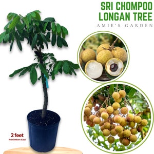Longan Tree - 2-3 Feet Tall in 3 Gallon Pot - Shipped with Soil & Pot - Free Shipping