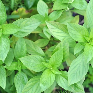 hạt giống rau thơm é trắng- Basil Seeds- 5g- -white basil-herbs seeds