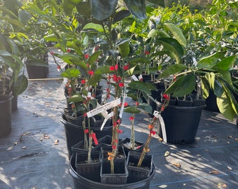 Blood orange tree. Grafted 2-3 feet tall. Free shipping