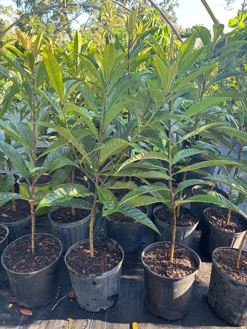 Loquat Tree- 3gallon- 1-2 Feet Tall- Live Plant - Etsy