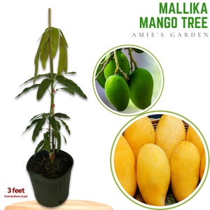 Live Grafted Mallika Mango Tree - 2-3 Feet Tall in 3 Gallon Pot, Ships with Soil & Pot, Free Shipping - Fresh for Your Garden