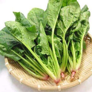 hạt giống Cải bó xôi OP- 20g-spinach seeds