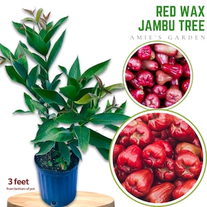 Red Wax Jambu Tree- 3-Gal 2-3 Feet tall -live plant-grafted- Healthy, Fast-Growing, Perfect for Home Gardens