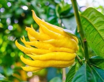 Budda hand tree. 2 feet tall. 5-gallon Free shipping -grafted live plant