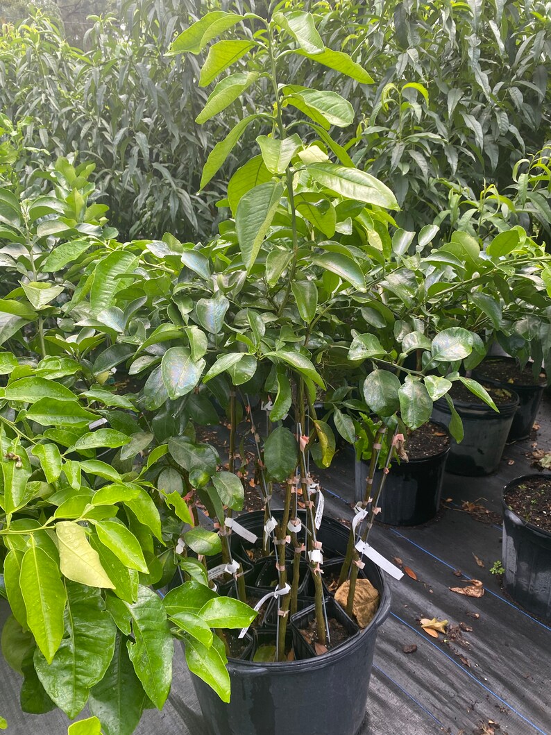 Pink Grapefruit Tree. Free Shipping Etsy