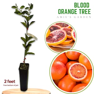 Blood Orange Tree - Grafted Citrus, 2+ ft tall - 3 gallon Free & Fast Shipping-- Exotic Citrus Variety