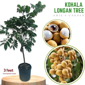 Longan Tree - 3 Feet Tall - 3 Gallon- - Free Shipping Included, Grow Your Own Tropical Delight