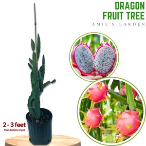 May include: A potted dragon fruit tree with a green stem and leaves. The tree is about 2-3 feet tall. The pot is black. The image also shows a close-up of a dragon fruit and a dragon fruit tree with fruit growing on it. The text on the image reads "Dragon Fruit Tree Amie's Garden".