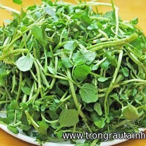 hạt giống xà lách xoong-Watercress seeds- 1g