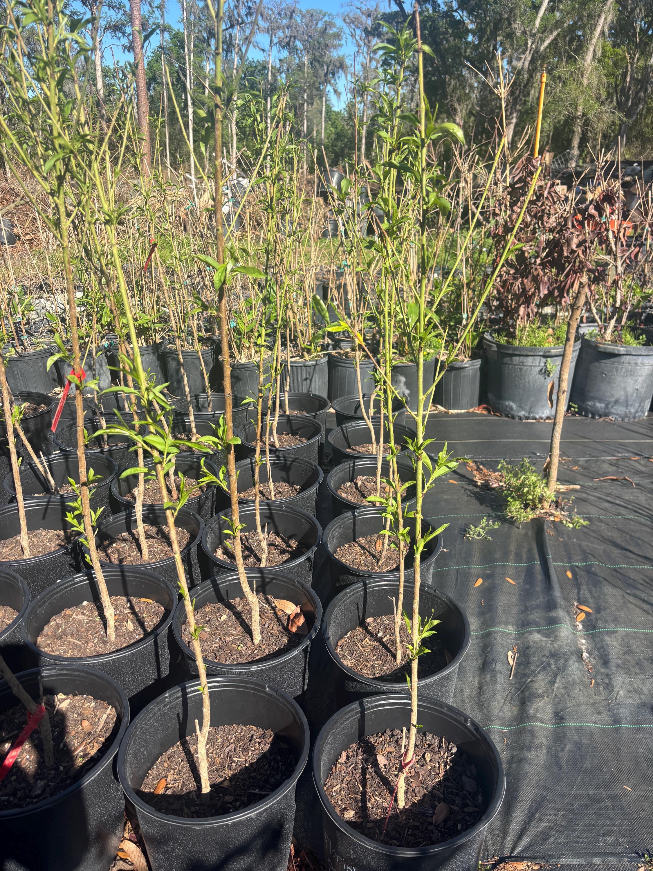 Peach Tree - | 3 Gallon Pot -2-3 Feet-fast Growing & Easy Care-no Ship CA -  Etsy