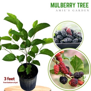 Mulberry Tree -3 gallon- 3 Feet Tall  -Live everbear Mulberry- Delicious Berries, Easy to Grow