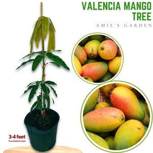 Valencia Pride Mango Tree - 3 Feet Tall in 3-gal -Healthy, Fast-Growing, Perfect for Home Gardens!