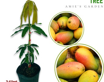 Valencia Mango Tree - 3 Feet Tall- 2-3 gal- Live Grafted mango-no ship CA
