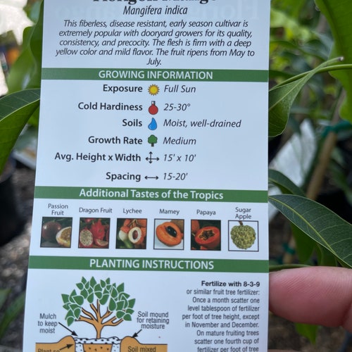 Florigon shops mango tree