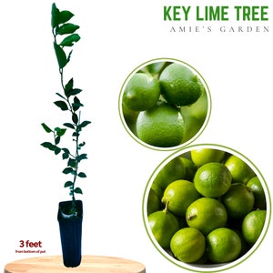 Key Lime Tree - 2 Feet Tall, Ships with Soil & Pot, Free Shipping - Fresh and Ready for Your Garden