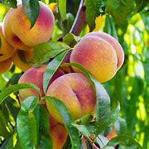 Peach Tree | 3 ft | 3 Gallon Pot | Live Plant | Fast Growing & Easy Care