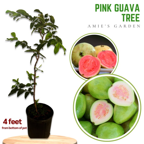 Guava Tapestry Cummerbund Guava Tapestry Cummerbund