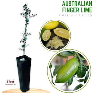 Australian Finger Lime Tree - 3 gallon 2 Feet Tall Free Shipping - Fresh, Vibrant Citrus Plant for Your Garden