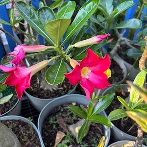 Bonsai Desert Rose- 2 feet 3gallon- flower plant- beautifying your garden