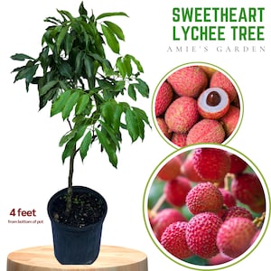 Premium Lychee Tree Sweetheart - 3 Gal, 3 Feet | Free Shipping Included, Exotic Fruit Tree for Your Garden