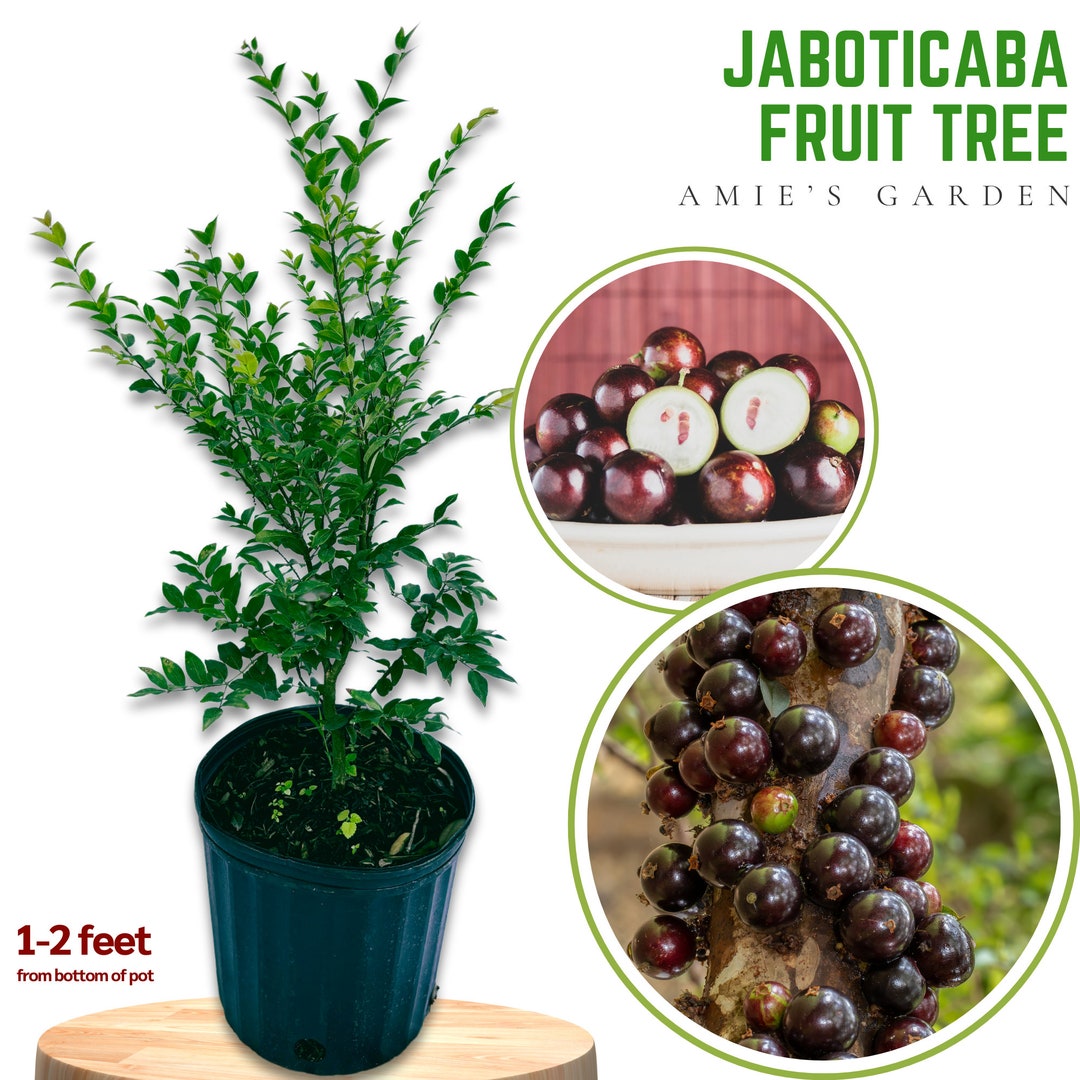 Jaboticaba Fruit Trees - Air Layered- 3-4 Feet Tall-live Plant, Exotic ...
