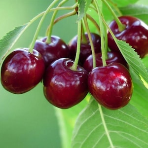 May include: Close-up of a cluster of ripe cherries. The cherries are a deep, glossy red color, with green stems and leaves. The background is a soft, blurred green.