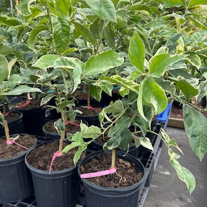Variegated minneola  Tree -2 gallon- 2-3 Feet Tall, live citrus- Fast Shipping- Fresh and Ready for Your Garden!