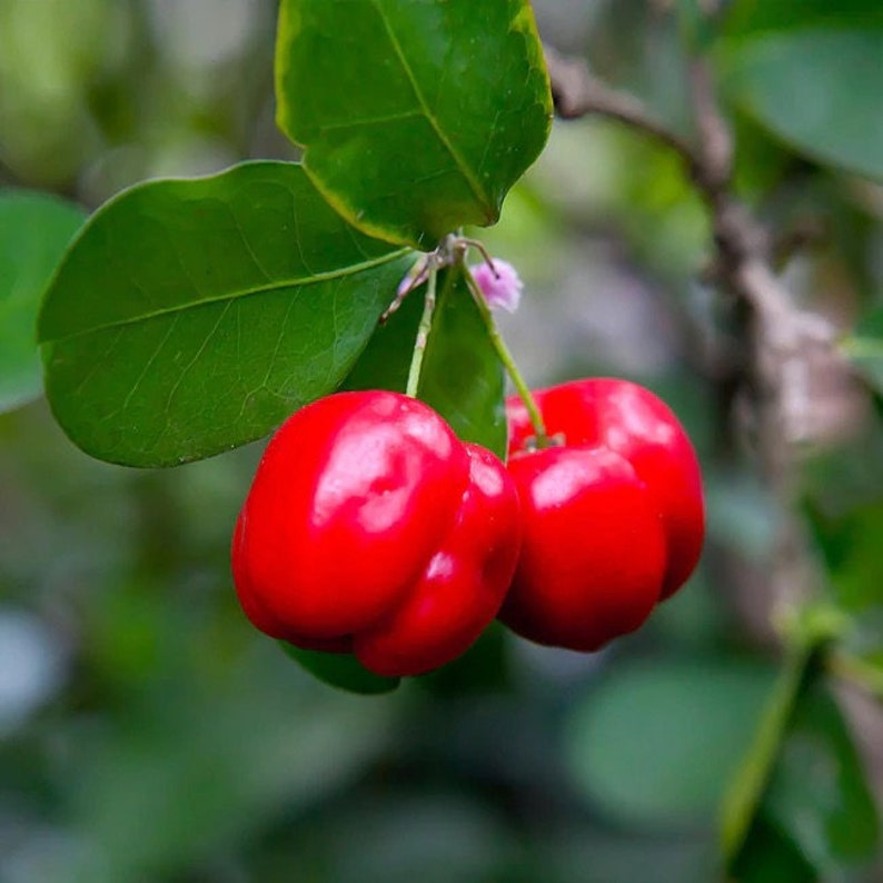 Barbados cherry tree image 1