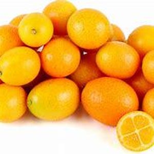 Meiwa kumquat tree-5 gallon- 3-4 feet tall- Flowering-  Ships with Soil & Pot - Fresh and Ready for Your Garden