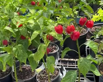 Habenaro pepper plant - live plant- ready for your garden